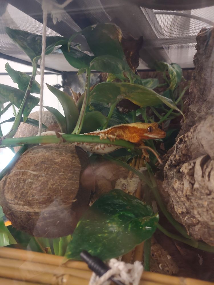 Crested gecko sitting on a tangle of pothos vines