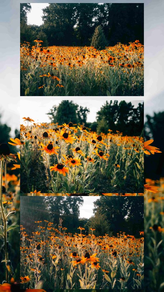 3 photos of a field of black-eyed Susan wildflowers blooming with trees in the background from various angles. 