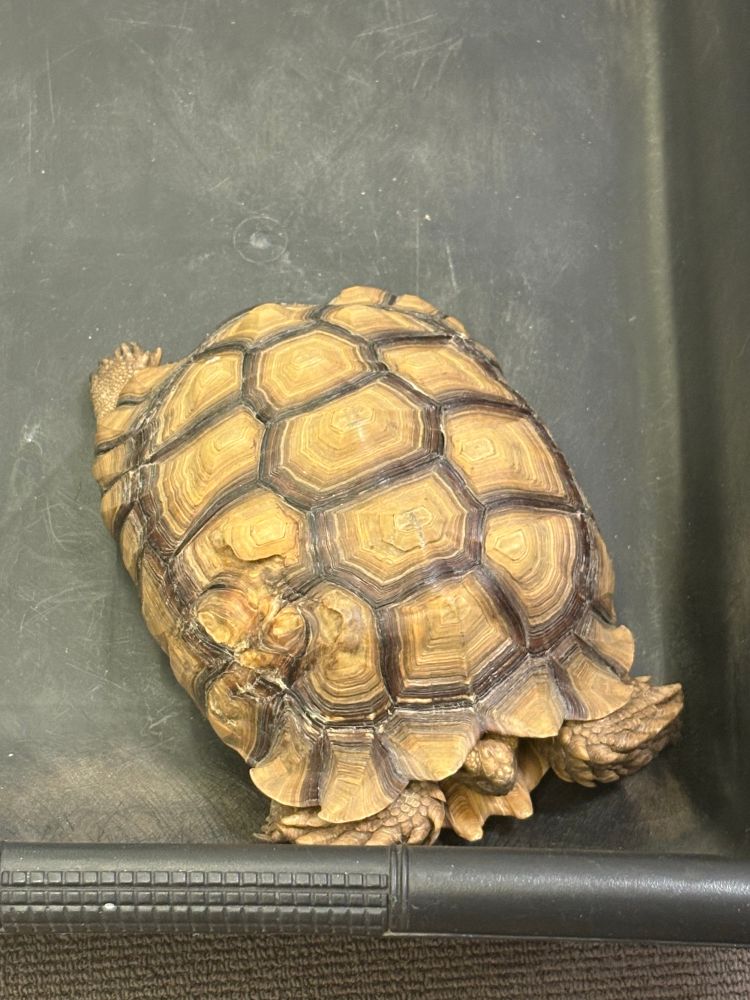 A turtle the size of a watermelon in a law office