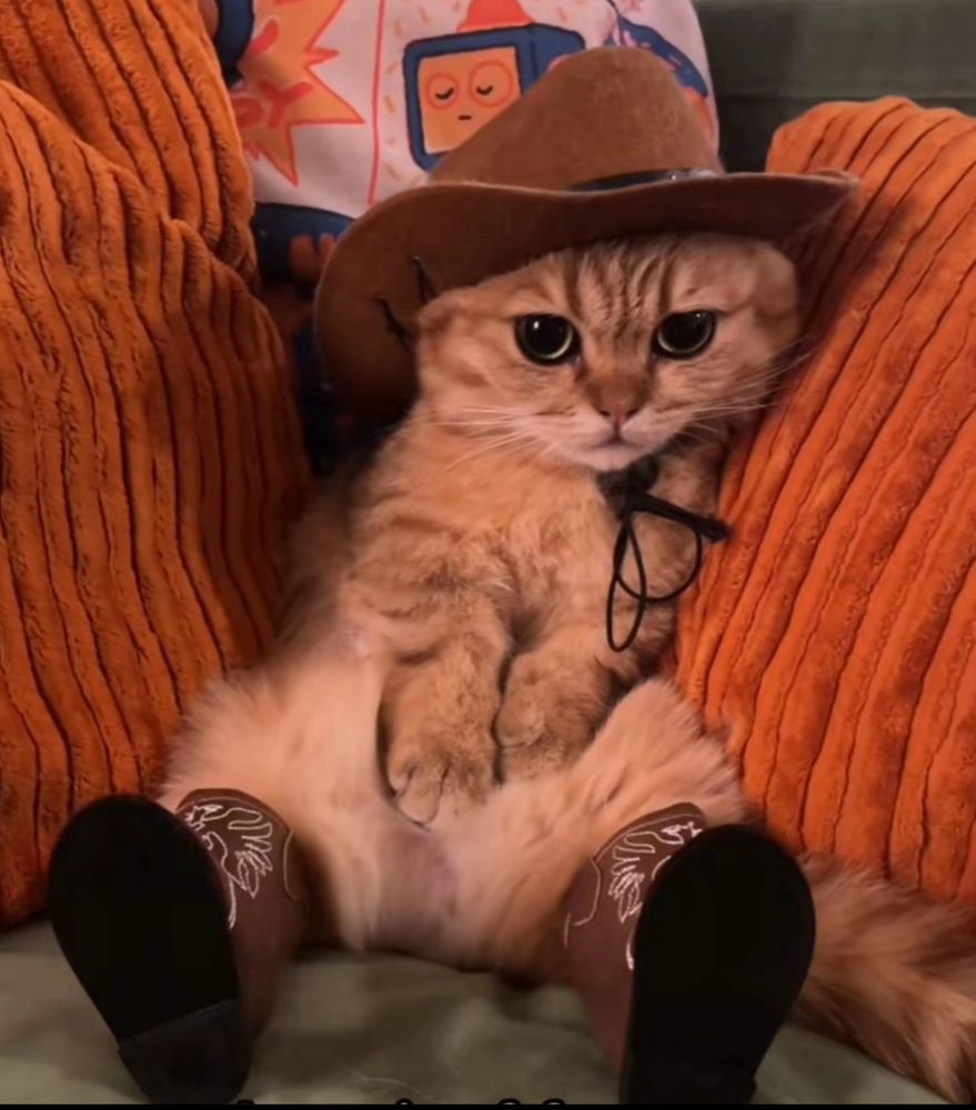 An orange Scottish fold kitten sitting like a person in little cowboy boots and a little cowboy hat 