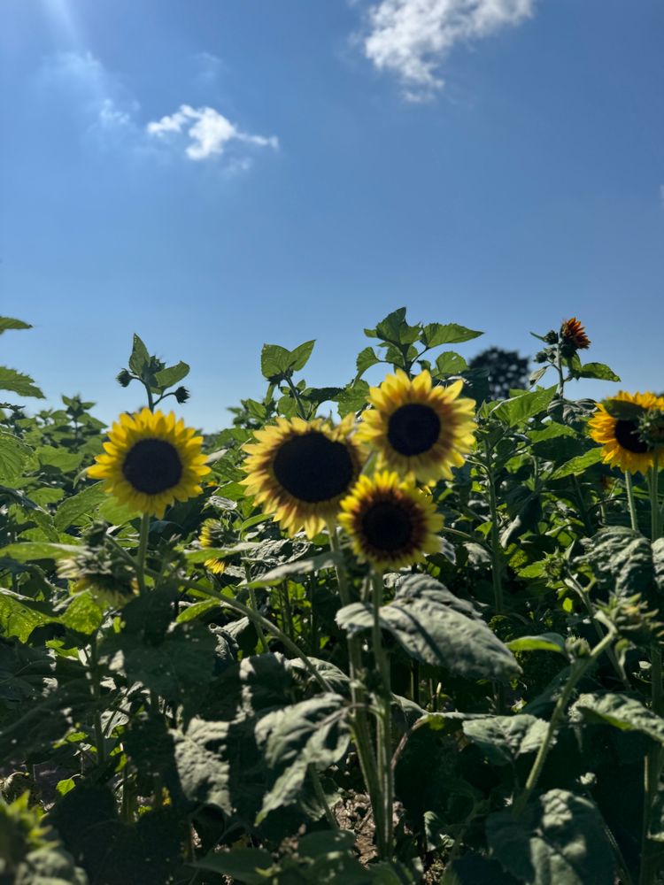 Saturday Sunflower 🌻 party