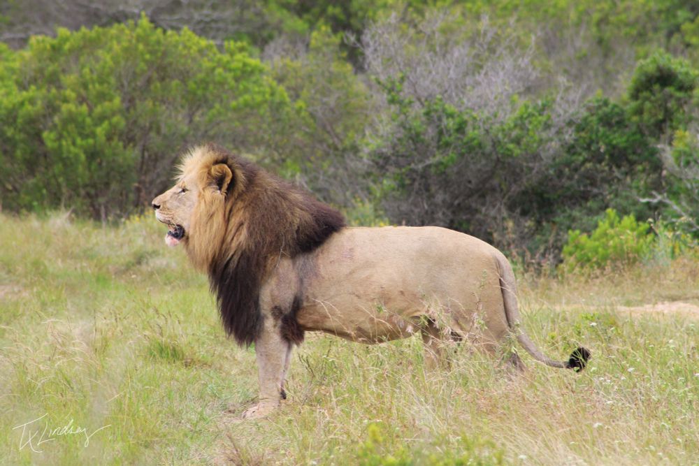 The dominant male lion of his pride at a Big 5 reserve in South Africa. 