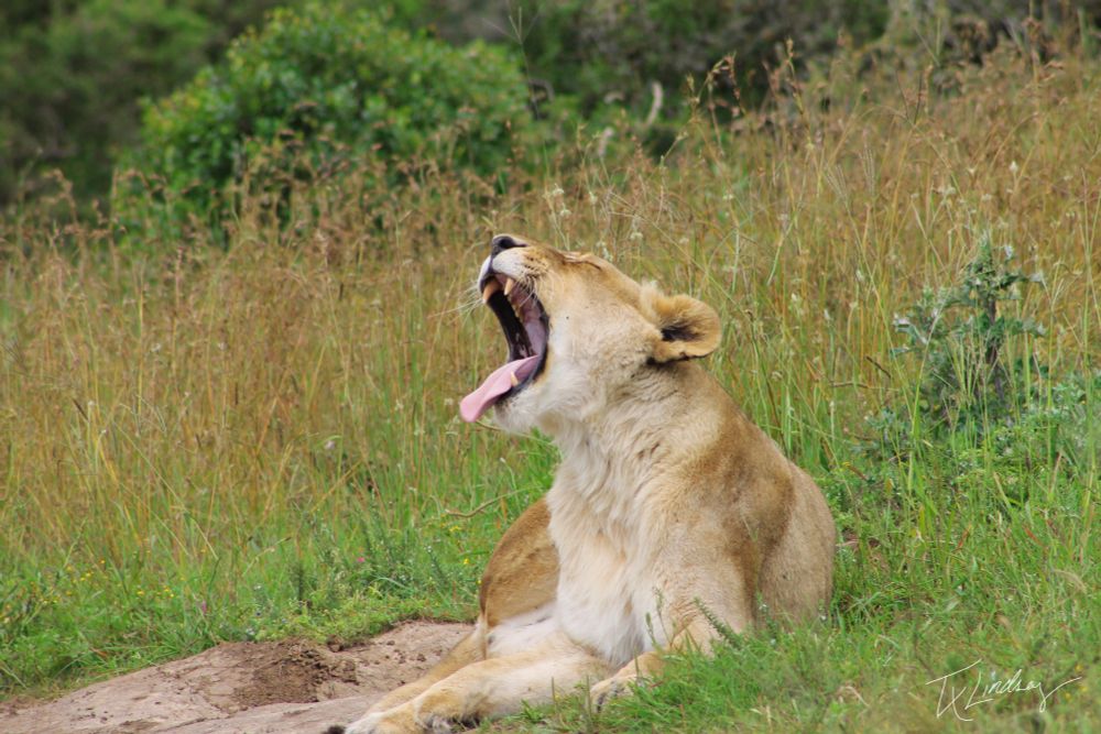 A lioness yawning on a spring morning at a Big 5 reserve in South Africa.