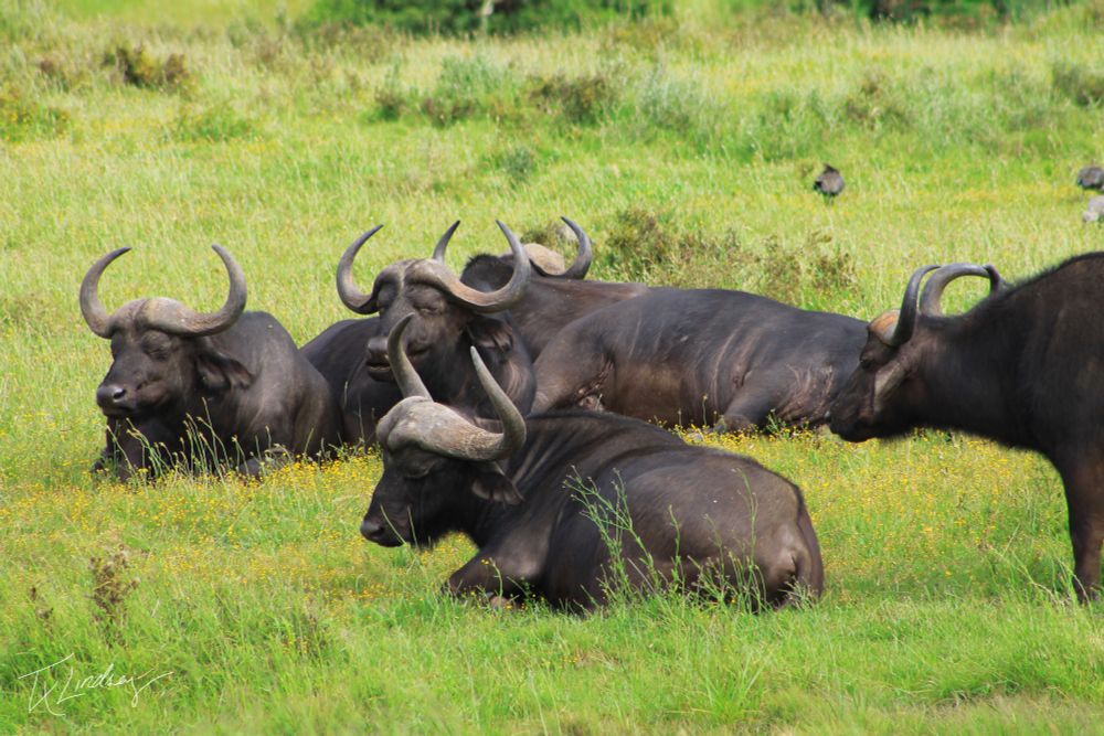 A herd of buffalo resting in the spring sun at a Big 5 game reserve in South Africa.