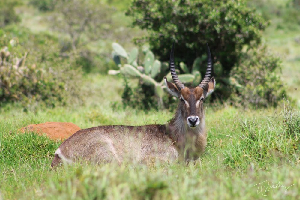 A waterbuck resting in the spring afternoon sun at a Big 5 reserve in South Africa.