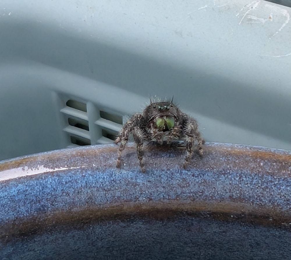 Photo of a bold jumping spider 