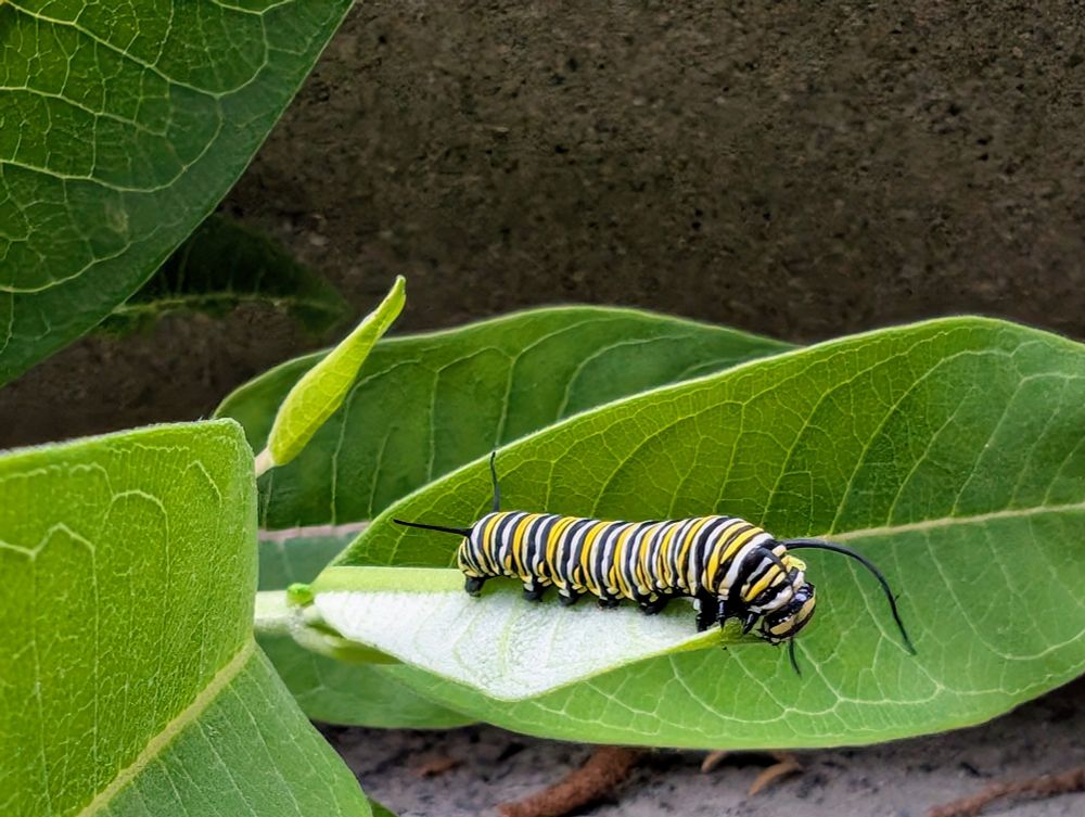 Photo of a monarch caterpillar eating some milkweed