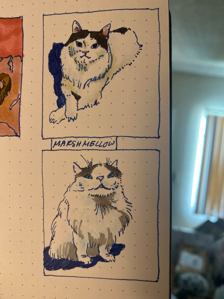 Sketched of each cat picture with markers and pen.