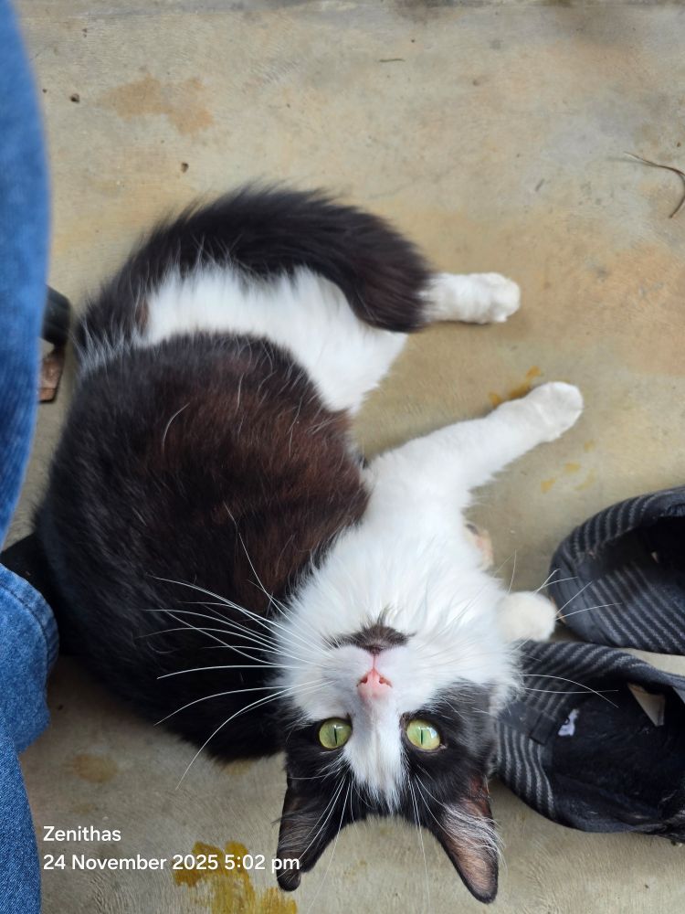 A black and white cat with green eyes stares up into the camera whilst lounging on a pair of slippers and a concrete floor