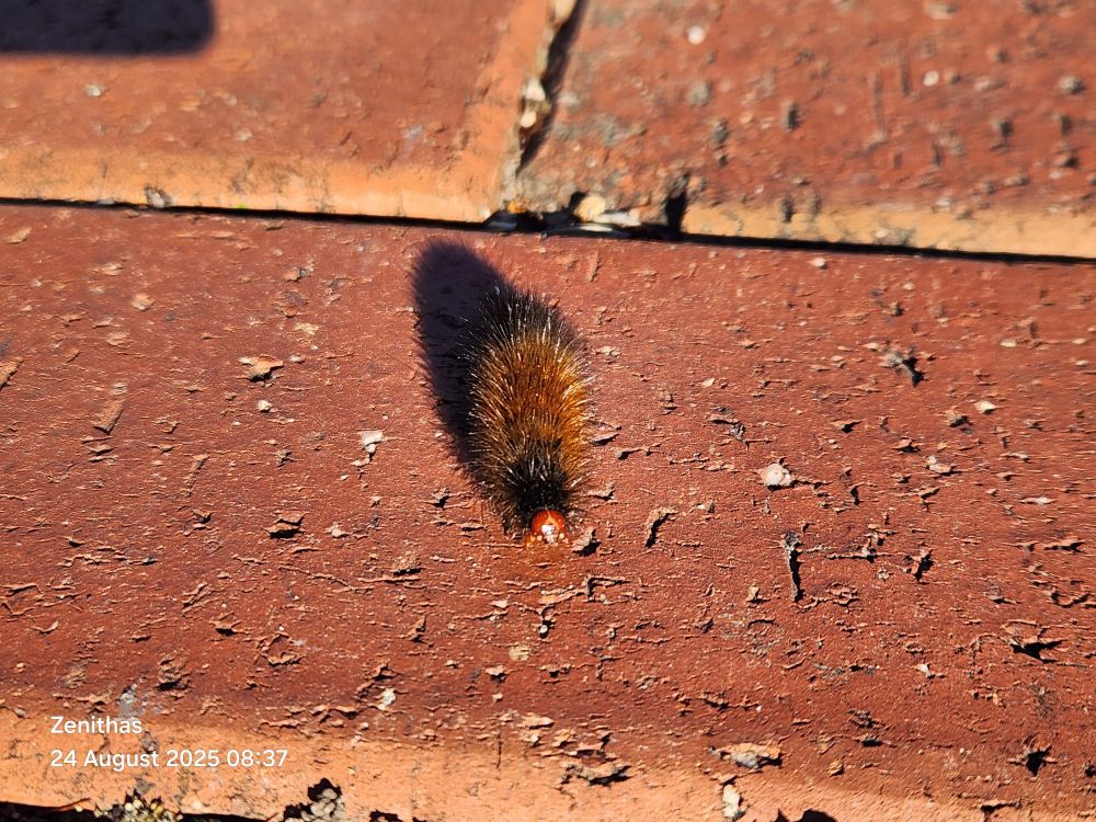 A woolly bear caterpillar on red brick