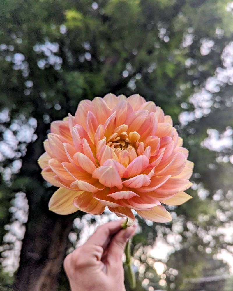 A hand holds a peach waterlily shaped dahlia flower up to the sky. There is a tree in the background.