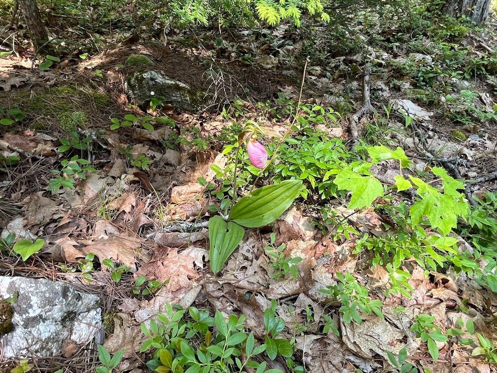 pink lady slipper setting in brown leaves in woods