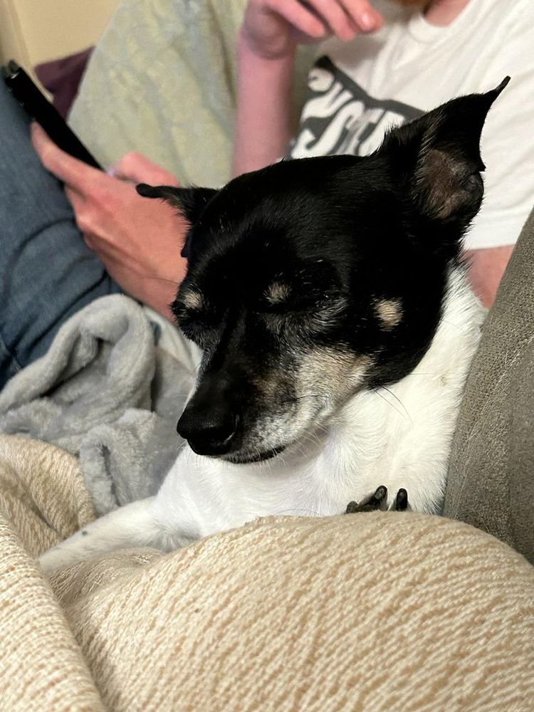A small rat terrier fighting to stay awake while on the couch.