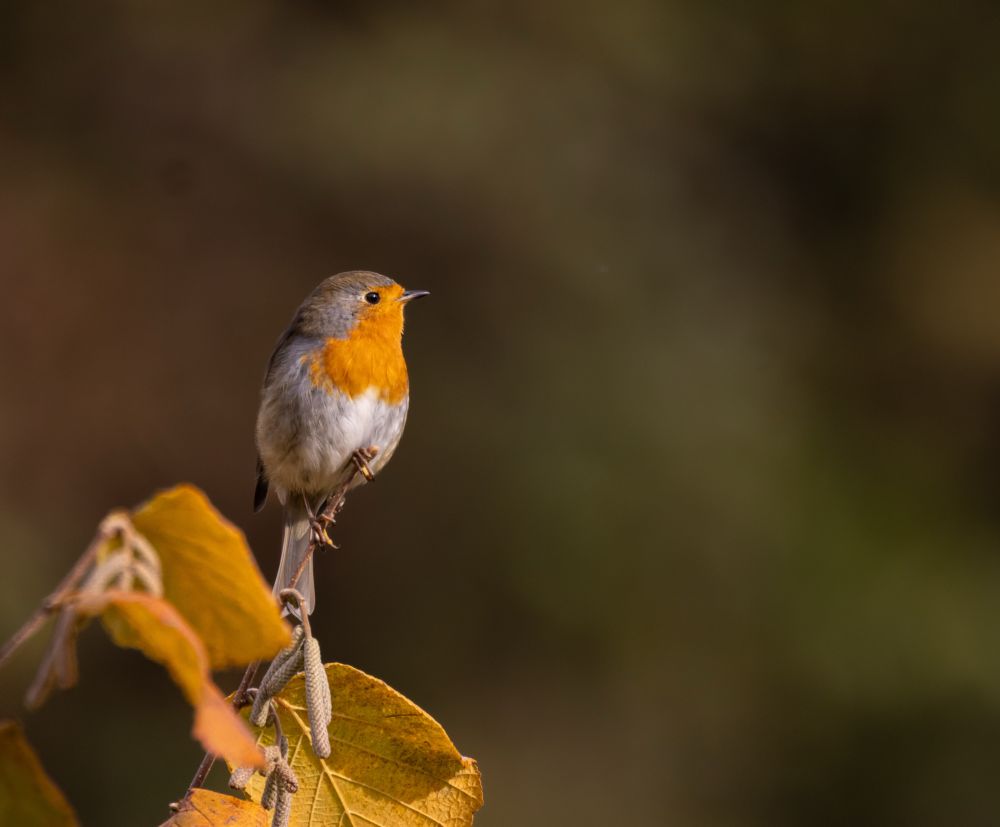 rotkehlchen am hasel
