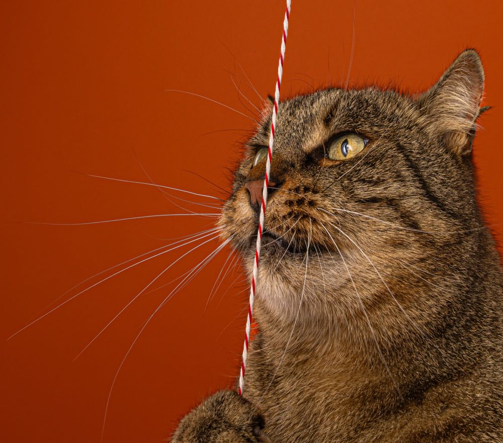 katze kämpft mit faden