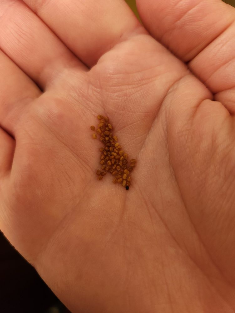 Tiny king of bitters seeds in my comparatively giant hand.