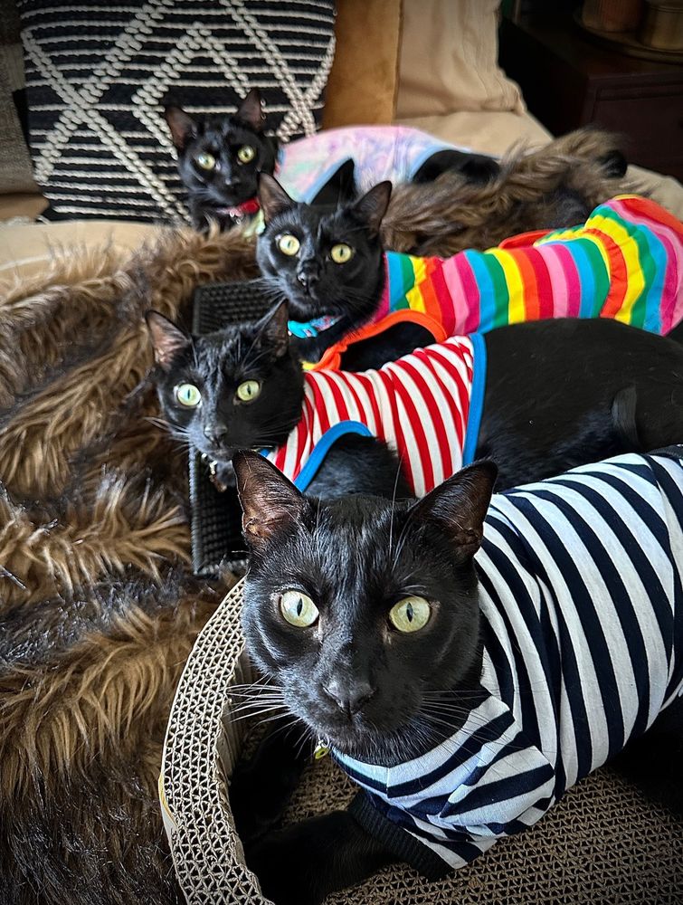 Four cute black kitties, wearing multi color stripe shirts, laying on a bed together, looking up at the camera