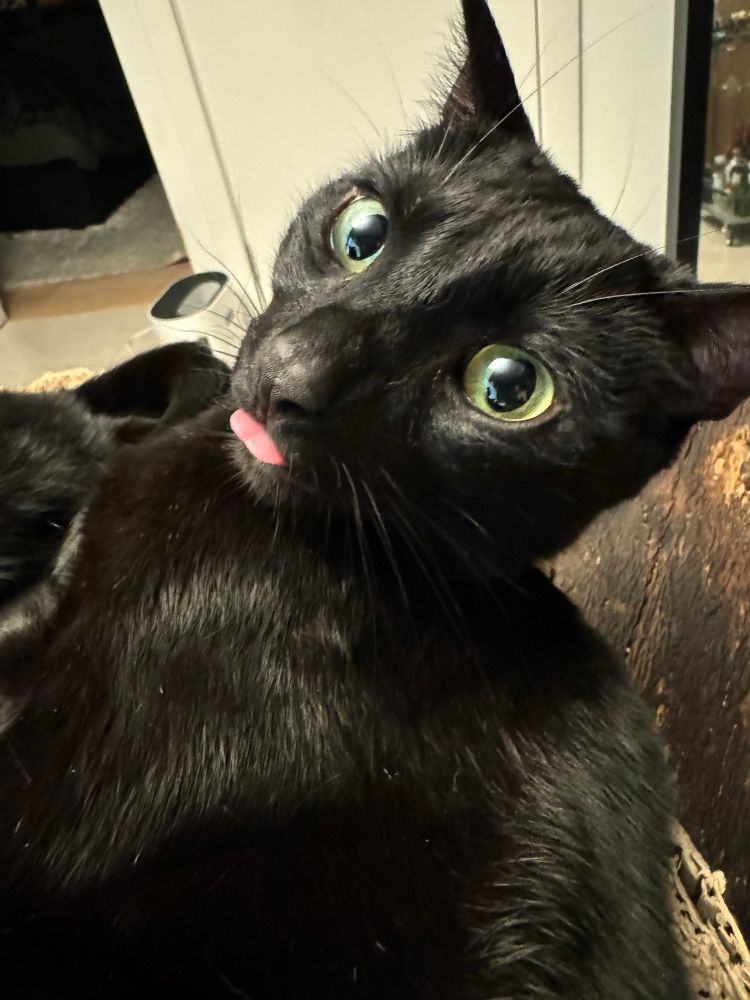 An awkward cute black cat looks at the camera with his pink tongue sticking out of his mouth 