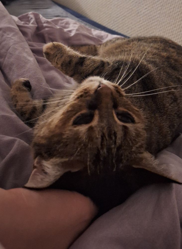 Mon chat Lizzana qui fait une roulade mignonne sur mon lit pendant que je la caresse 