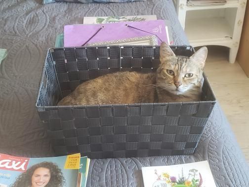 Spartacus, petit chat trop mignon qui est dans une caisse.