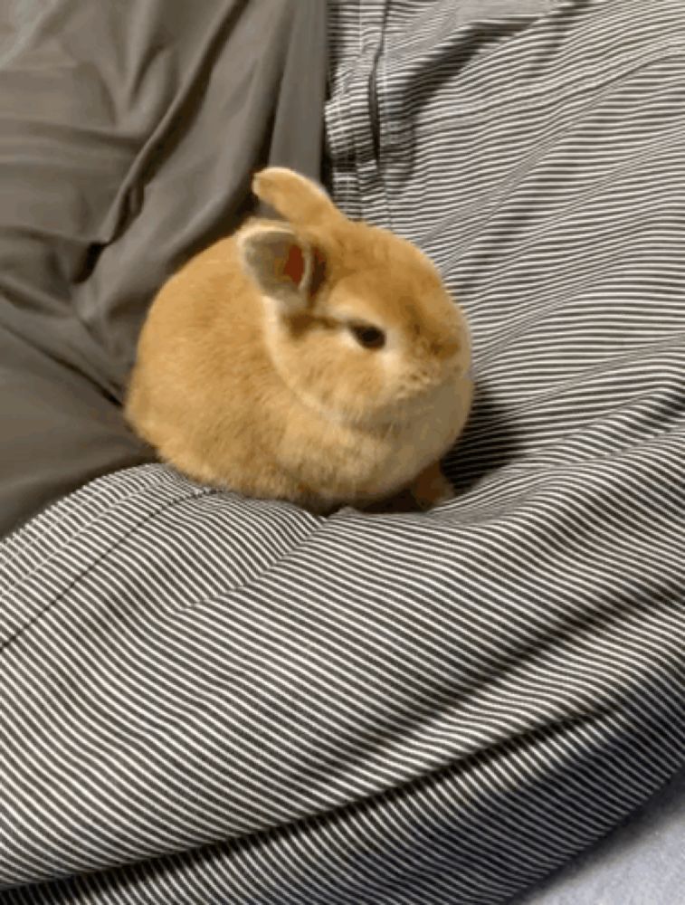 a small brown bunny rabbit is sitting on a striped blanket