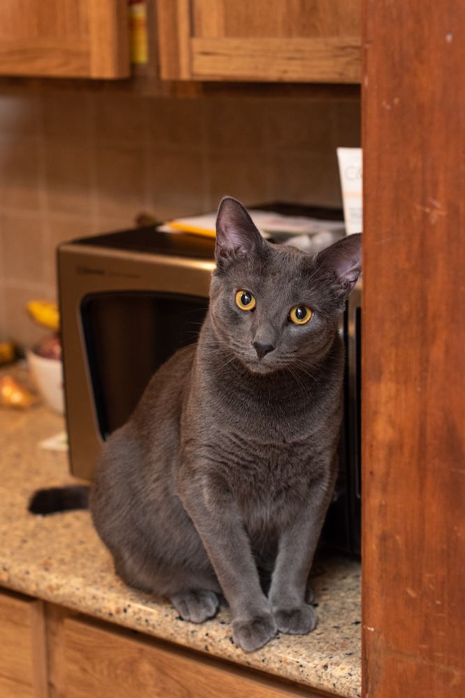 Gray cat on counter
