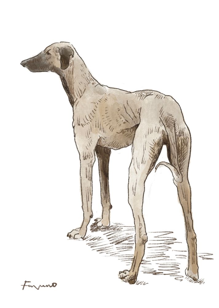 スルーギという犬のイラスト。細身の大型犬で脚が長い。