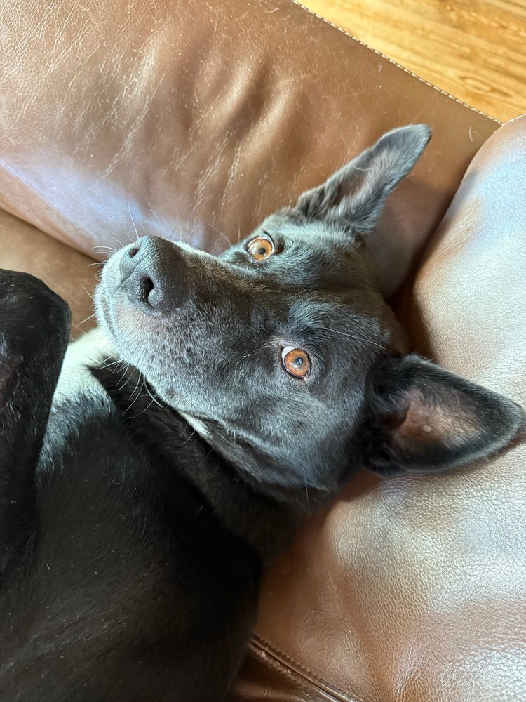 茶色い革のソファに黒い中型犬が寝転んでこちらを見上げている写真。