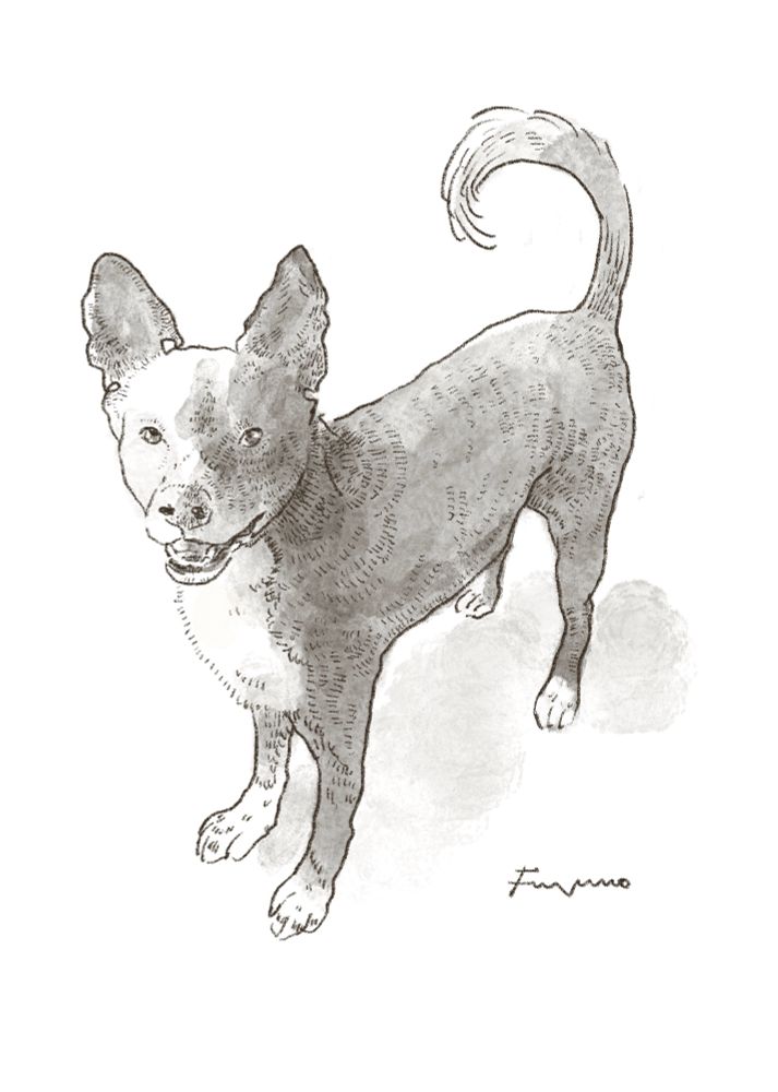 黒い中型犬のイラスト。立ち耳で胸と足先が白い。