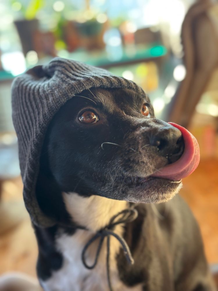 黒い中型犬が人間用の毛糸の帽子をかぶっている写真。