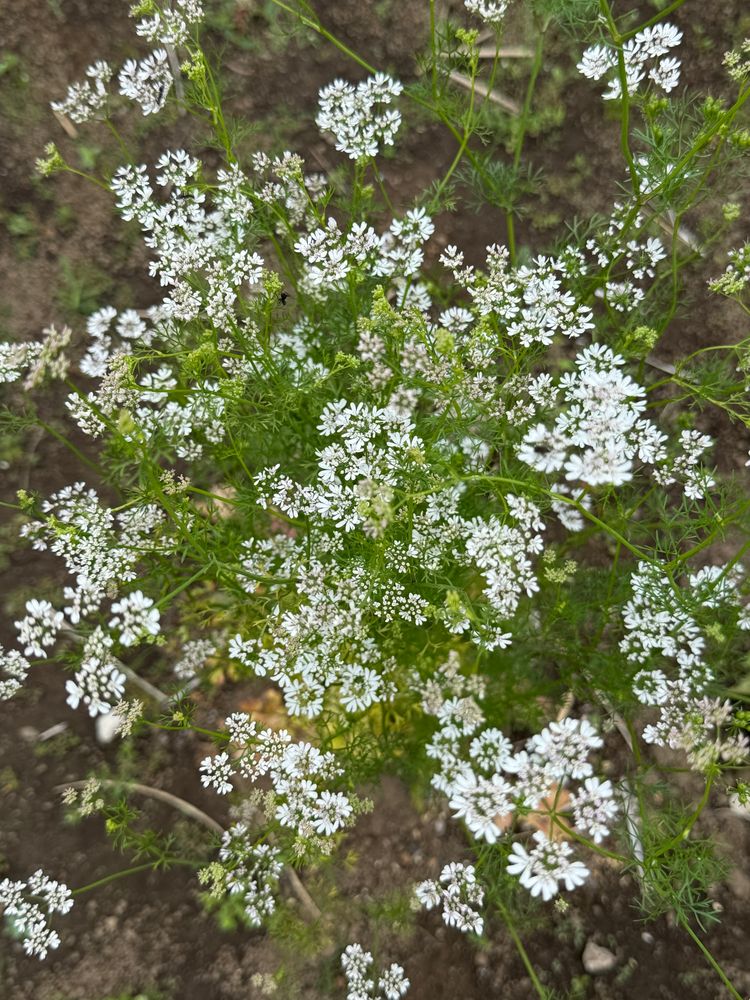 パクチーの白い花が咲いているのを真上から撮った写真