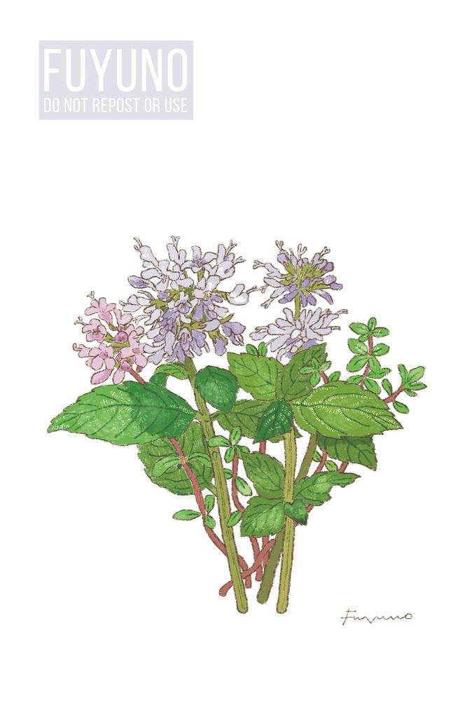 ペパーミントの花とコモンタイムの花のミニブーケのイラスト。