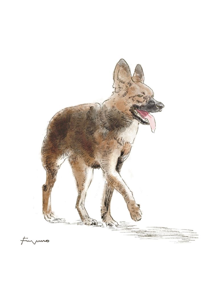 ベルジアン・シェパード・ドッグ・マリノアという犬のイラスト。右前足を前に出して歩いている途中。