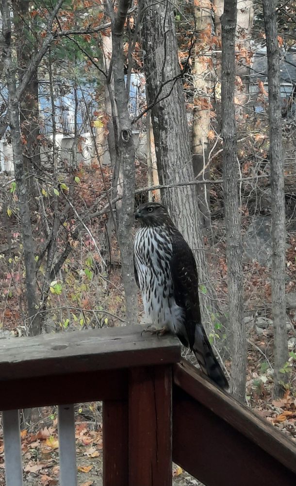 A juvenile Cooper's Hawk sitting on the railing of a backyard deck overlooking woods.