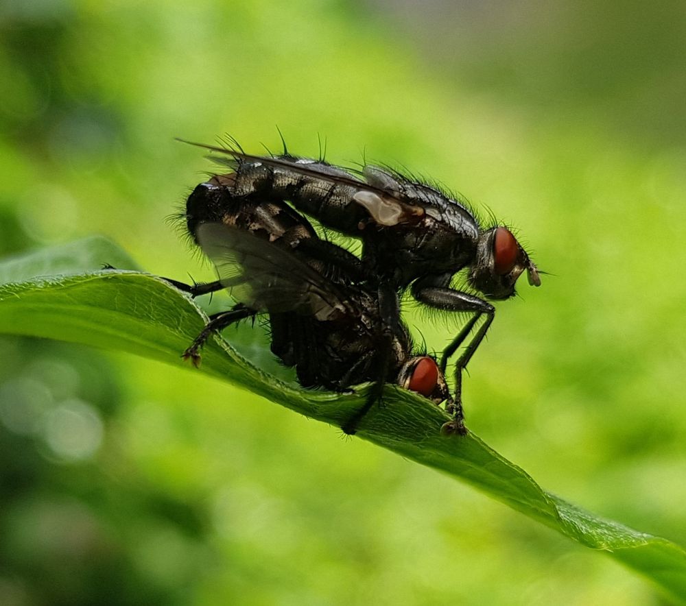 Zwei fast schwarze Fliegen mit roten Augen aufeinander.