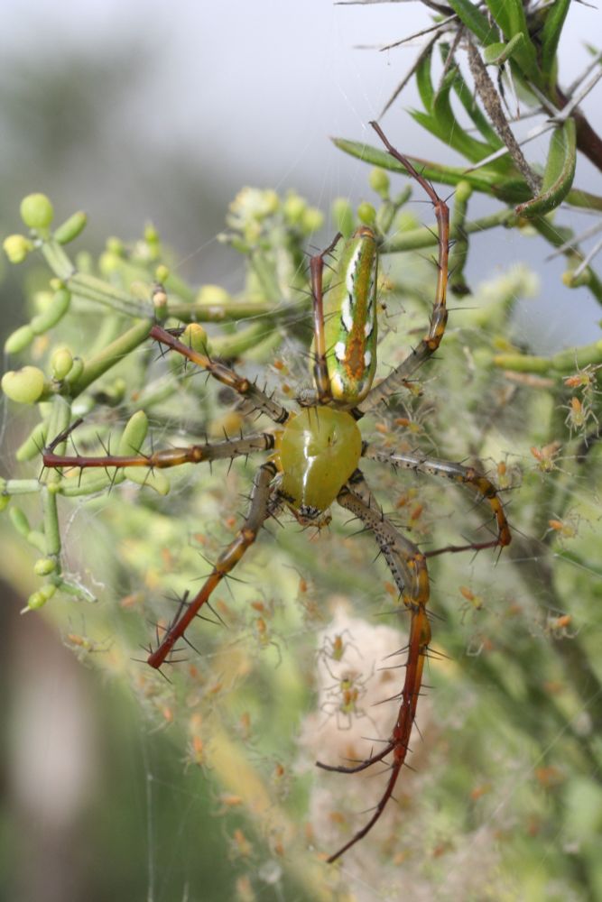 Eine Spinne von oben. Ihr Kopf/Brustsegment ist grünlich und erinnert an eine Weintraube. Der längliche Hinterleib ist grün und hat oben ein weißoranges Muster. Die Beine sind am Körper gräulich glasig, zu den Spitzen hin orange-rötlich und haben viele kleine Stacheln. Unter der Spinne sieht man im Hintergrund viele kleine orangegrüne Babyspinnen.