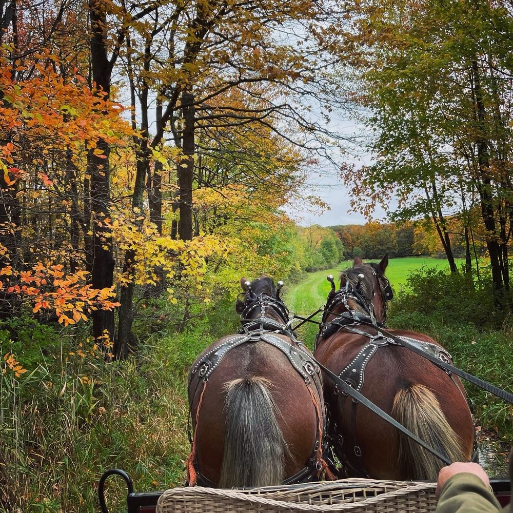 Looking over two Clydesdales onto a grasse field with fall leaves on the trees
