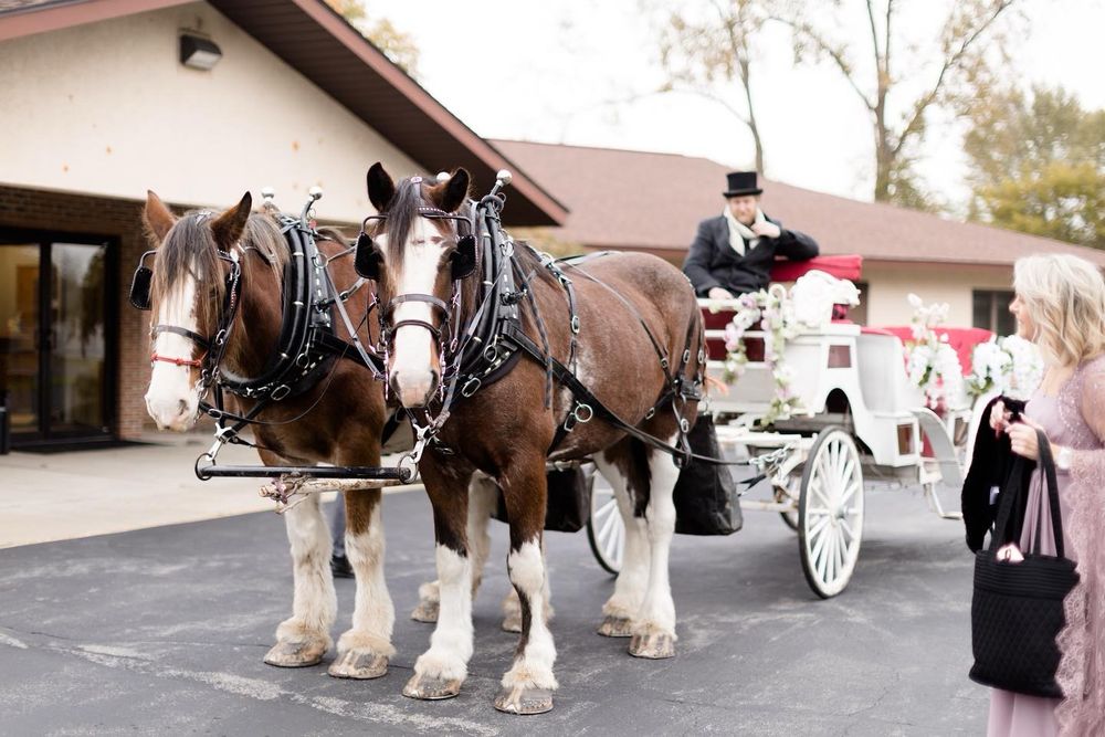 Two Clydesdales pulling a white wedding carriage