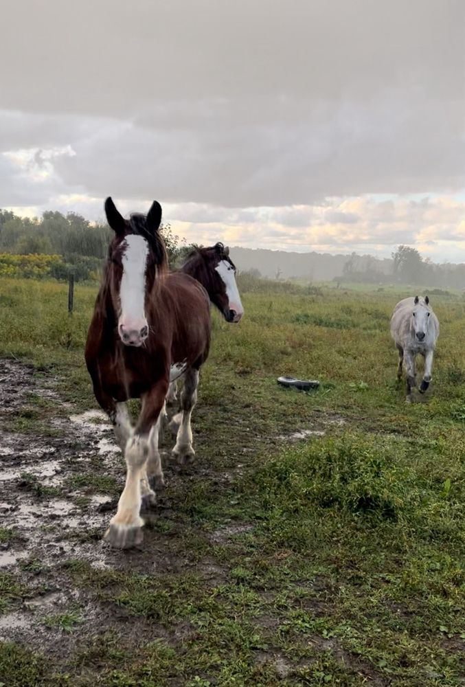 The Clydesdales and a gray in a rainy field