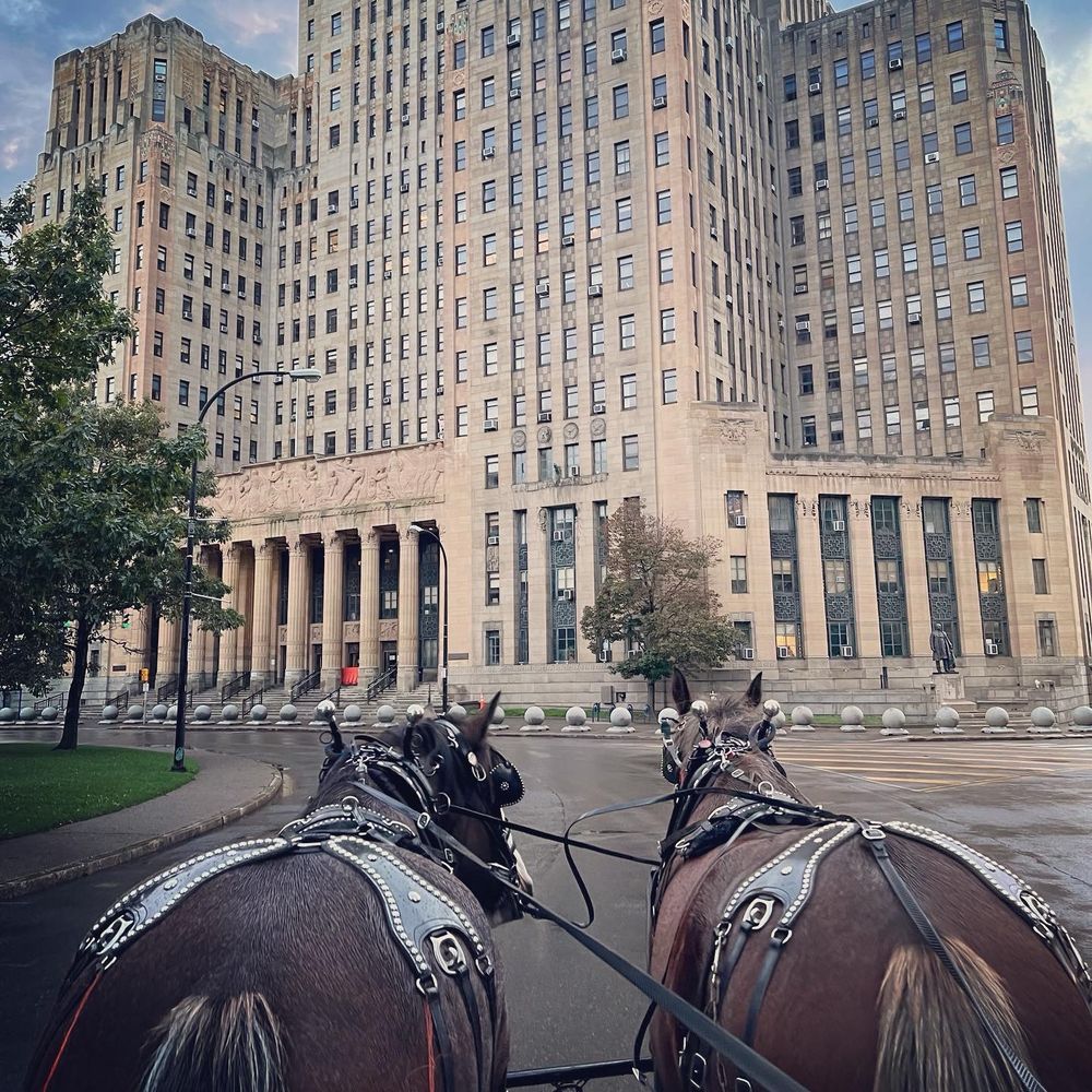 Looking over the backs of two Clydesdales in harness in front of a large art deco building