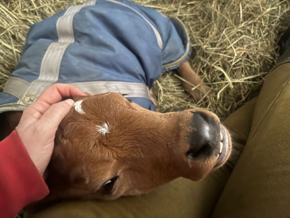 A light brown jersey calf wearing a blue coat laying with her head in a lap. She is being petted and you can see her cute bottom teeth