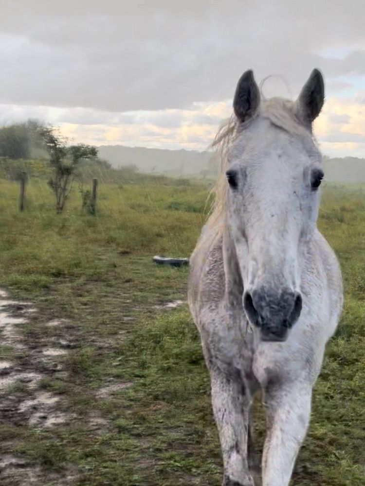Cute gray horse in a rainy field walking toward the camera with ears up