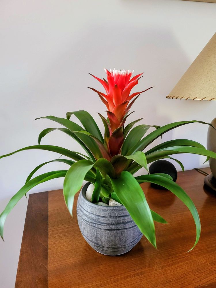 Un Guzmania sur le buffet avec sa bractée rouge et un feuillage vert brillant 