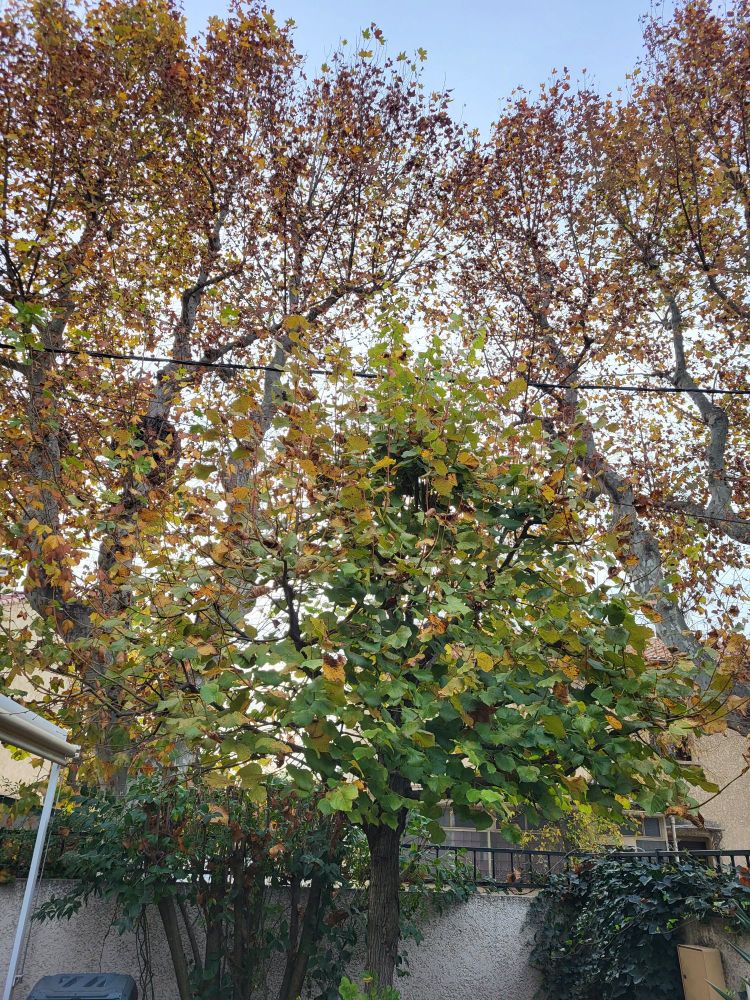 Les platanes de la rue malades  qui  jouxtent ma clôture 