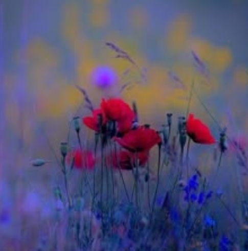 Coquelicots et bleuets dans un crépuscule brumeux 