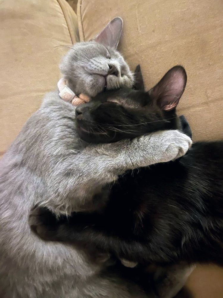 Deux chats dorment en se serrant l’un contre l’autre 