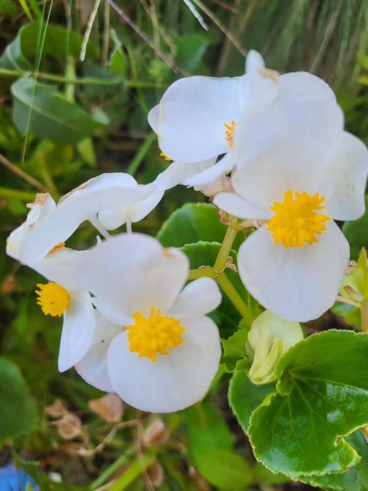 Fleurs de bégonia blanches 