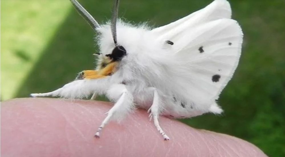 Papillon blanc duveteux avec des yeux noirs et des antennes marron, Mite de nuit 