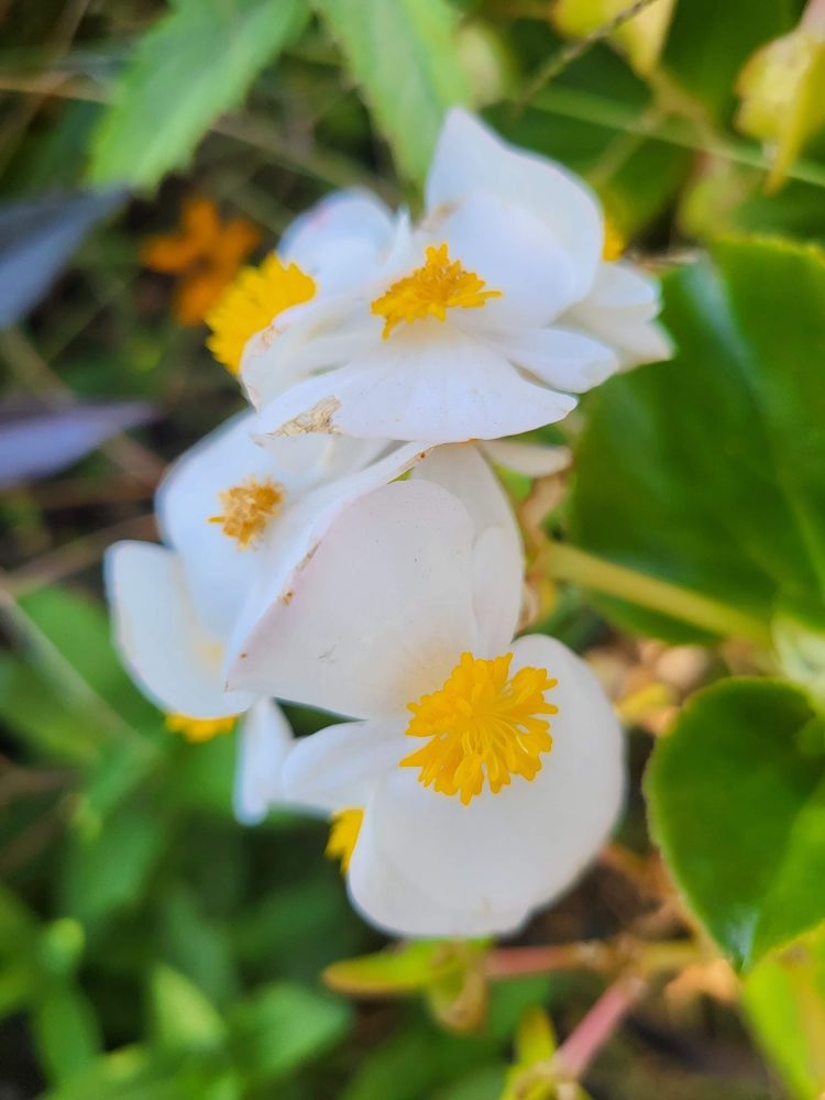 Fleur de bégonia blanche 