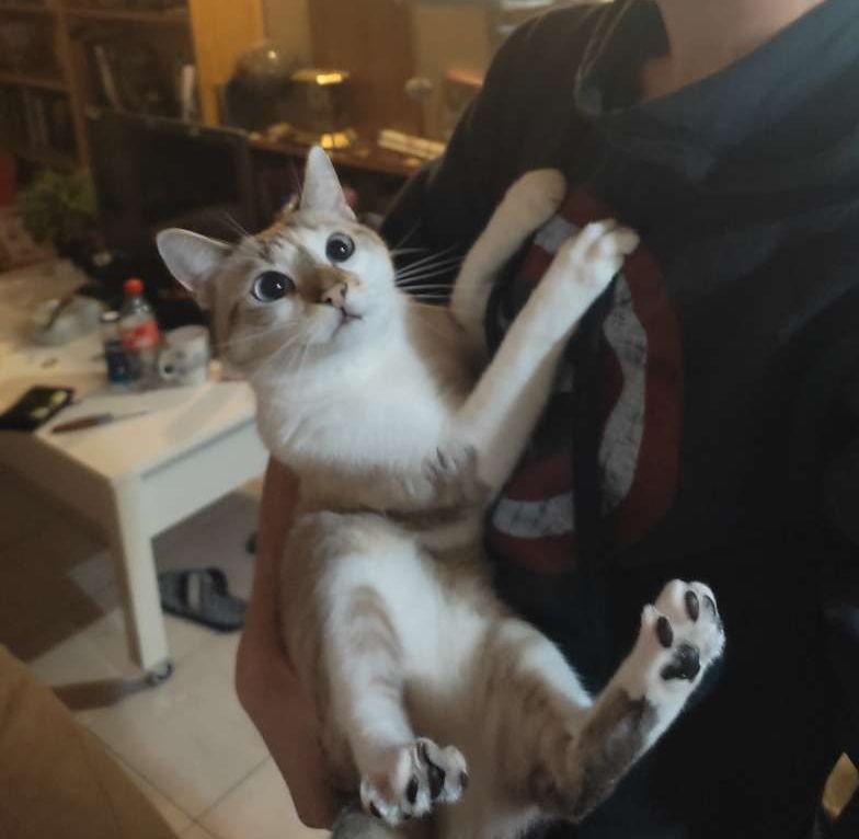 Photo d'Apollon, un chat siamois, dans mes bras